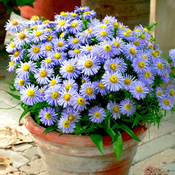 Aster Plants