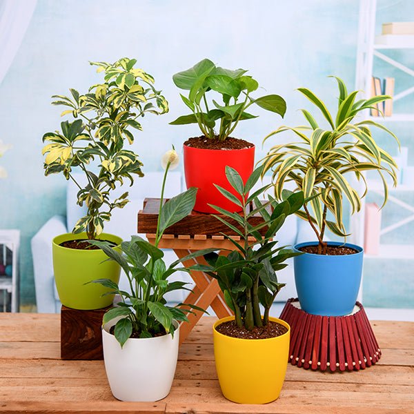 Buy Curtain creeper, Vernonia creeper, Parda bel - Plant online from  Nurserylive at lowest price.