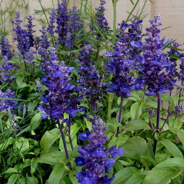 Buy Blue Flower Seeds online from Nurserylive at lowest price.