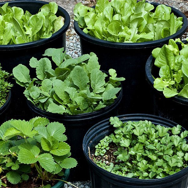 Easy to Grow Vegetable Herb Seeds