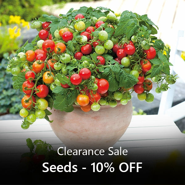 Seeds - Clearance Sale
