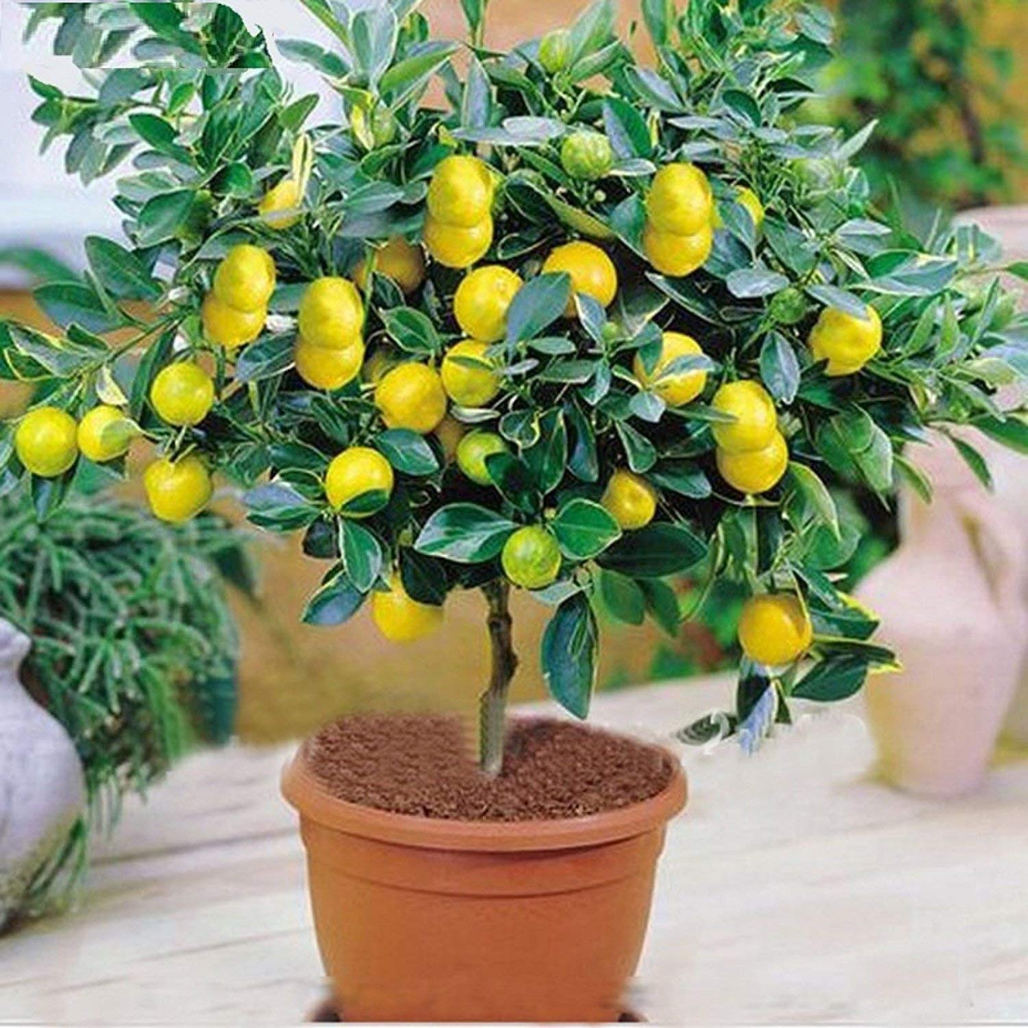 Buy Grafted Fruit Plants online from Nurserylive at lowest price.