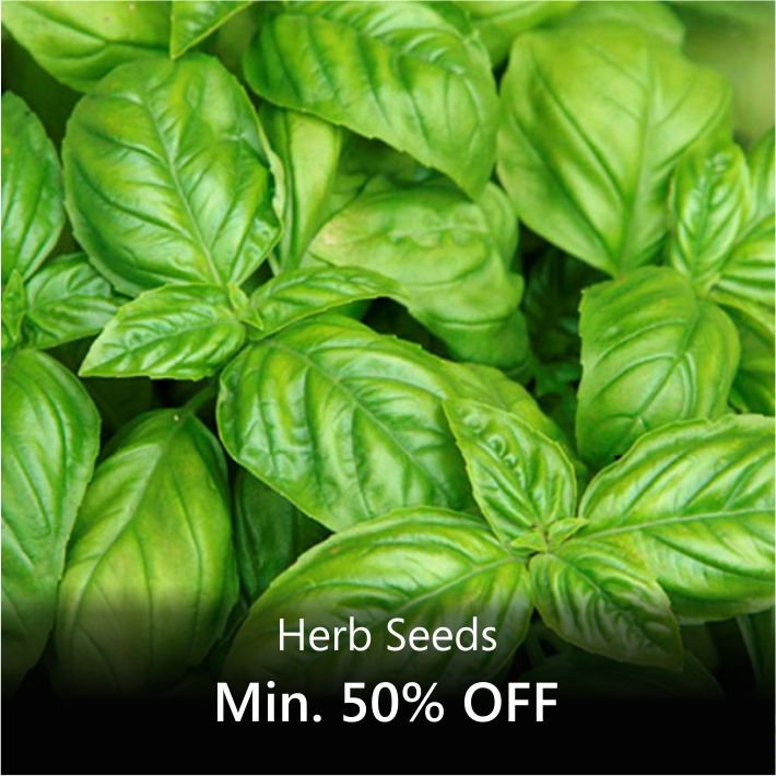 Buy Herb Plants Seeds online from Nurserylive at lowest price