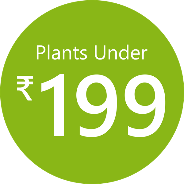 Sale: Plants under 199
