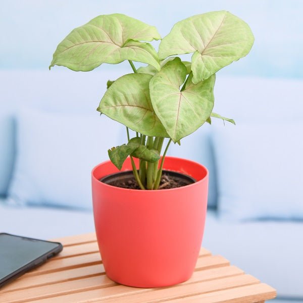 Low Maintenance Plants - Nurserylive