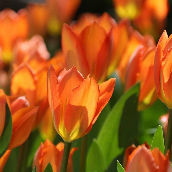 Orange Color Flower Bulbs