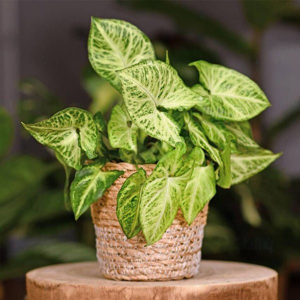 Buy Curtain creeper, Vernonia creeper, Parda bel - Plant online from  Nurserylive at lowest price.