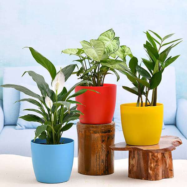 Plants For Table Top