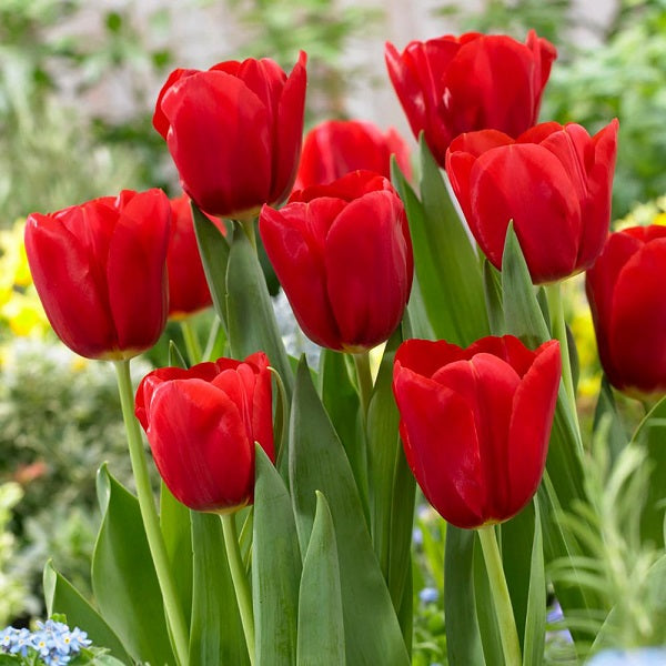 Red Flower Bulbs