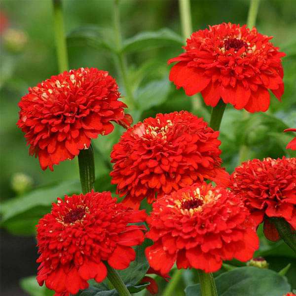 Red Flower Seeds