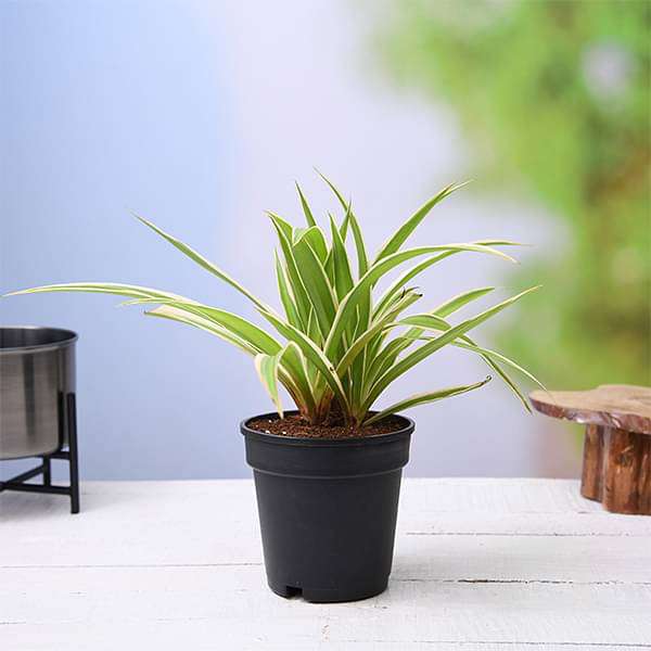 Spider Plant 'Hawaiian' - Evergreen Nursery