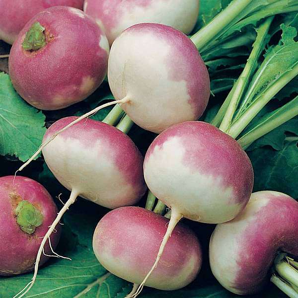 Buy Turnip Seeds online from Nurserylive at lowest price.