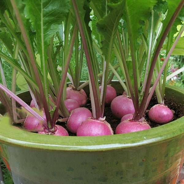 Buy Imported Vegetable Seeds online from Nurserylive at lowest price.