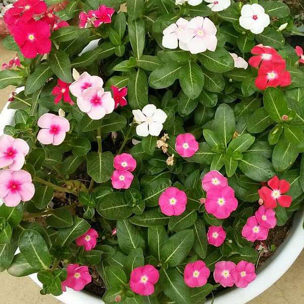 Buy Vinca Seeds online from Nurserylive at lowest price.