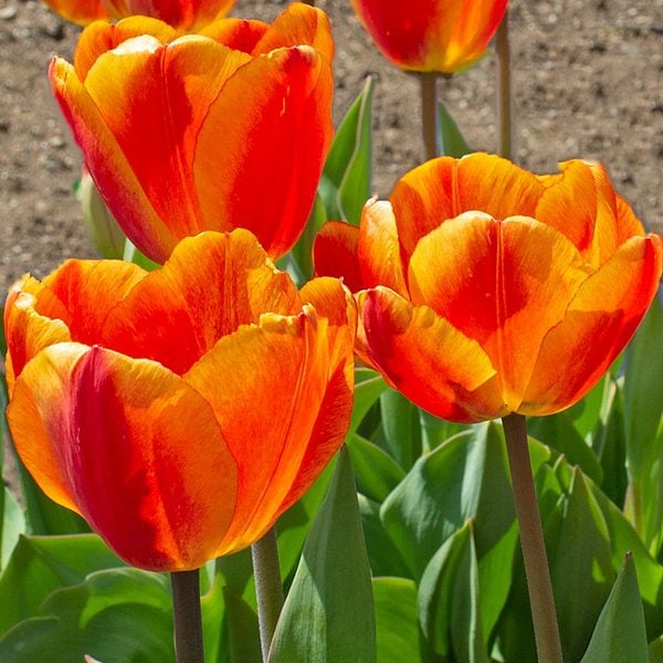 Tulip Denmark (Orange, Yellow) - Bulbs