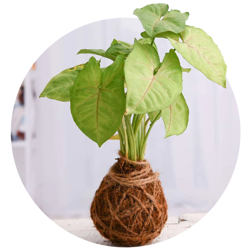 Kokedama - Nurserylive
