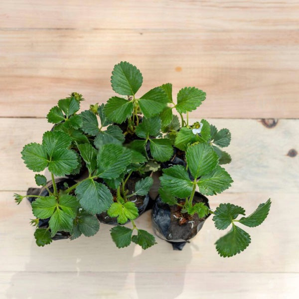 Pack of 6 Strawberry Saplings to Taste the Homegrown Magic