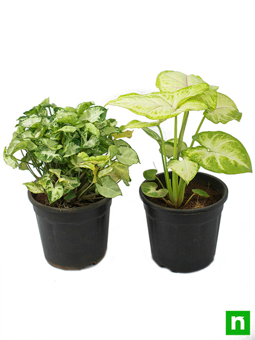 Set of 2 Syngoniums for Indoor Air Purification