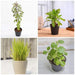 top 4 plants for healthy homes 