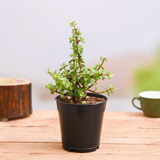 goodluck jade plant with pot