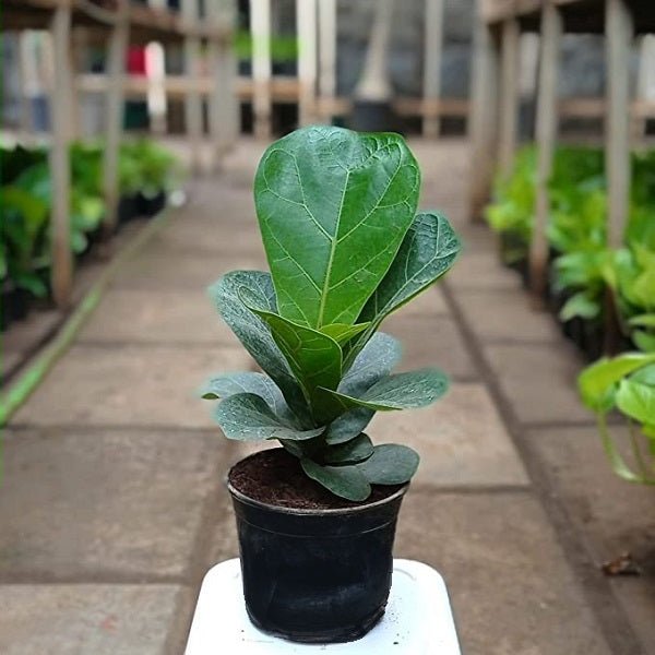 Ficus Lyrata Bambino, Dwarf Fiddle Leaf Fig - Plant