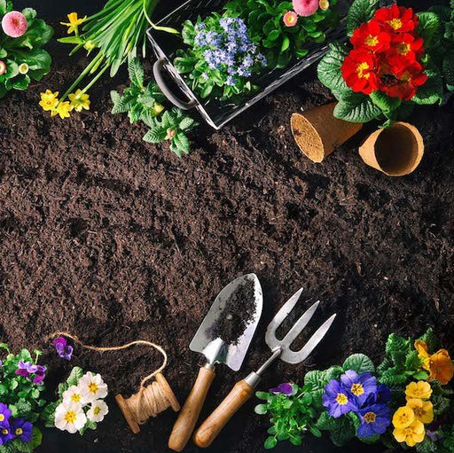 Surprise Garden Gift (Upto Worth ₹100) - Nurserylive