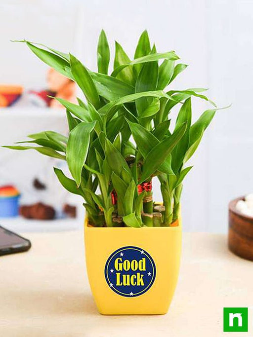 2 layer lucky bamboo plant for someone you care