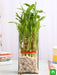 3 layer lucky bamboo in a glass vase with pebbles - plant