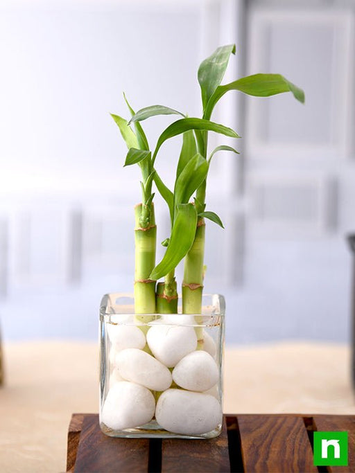 3 lucky bamboo stalks (a symbol of happiness) - plant