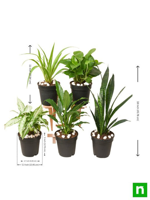 5 best indoor plants pack 