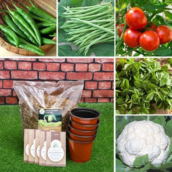 Vegetable seeds store online