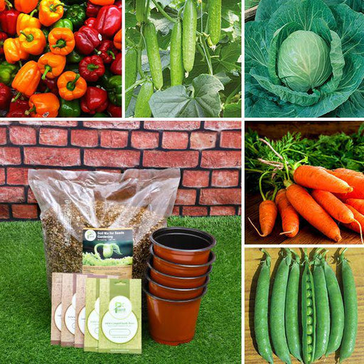 5 fresh vegetable seeds for salad recipe - kitchen garden pack