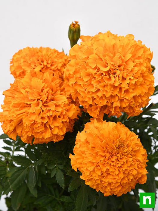 african marigold (orange) - plant