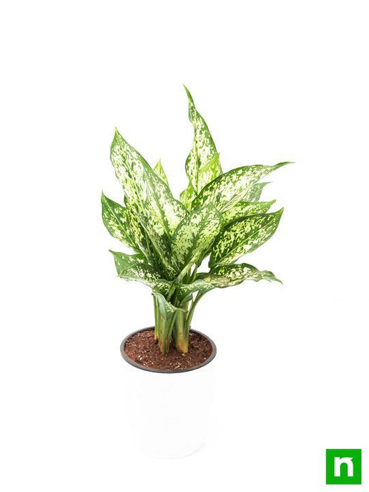 aglaonema costatum - plant