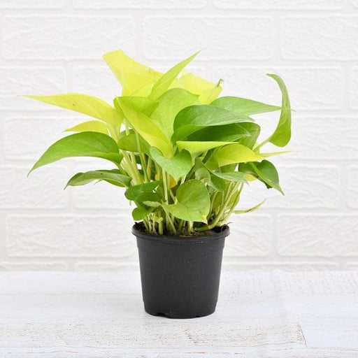 air purifier money plant with pot