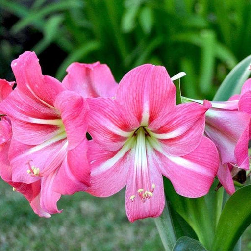 amaryllis lily (pink) - bulbs (set of 5)