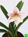 amaryllis lily double (white pink) - plant