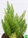 asparagus meyeri - plant