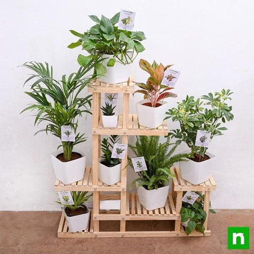 attractive houseplants on wooden stand for indirect bright light area 