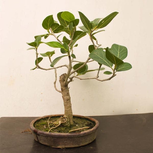 banyan tree bonsai - plant