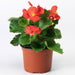 begonia (red) - plant