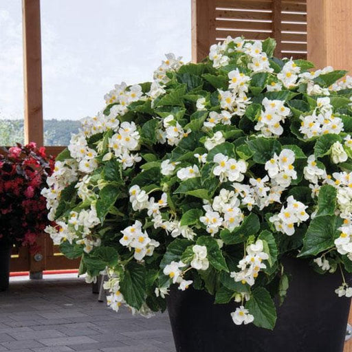 begonia (white) - plant