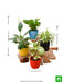 best 4 plants to kill indoor pollution 