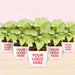 best house plants for desks - corporate gift (set of 30)