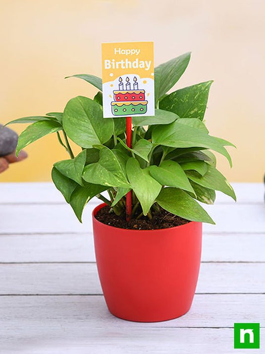 birthday special money plant 