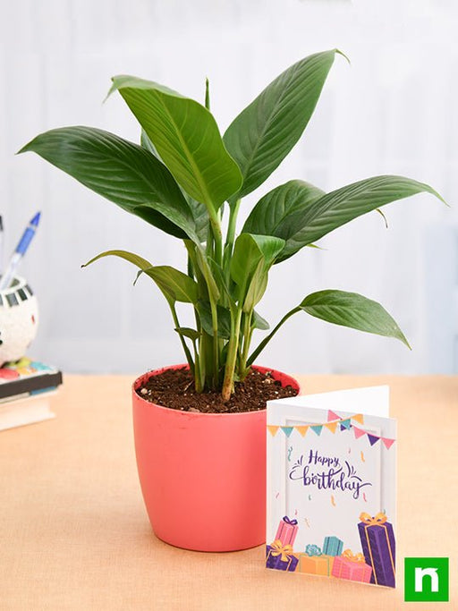 birthday wishes with peace lily plant 