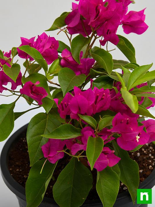 bougainvillea (pink) - plant