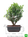 boxwood bonsai - plant
