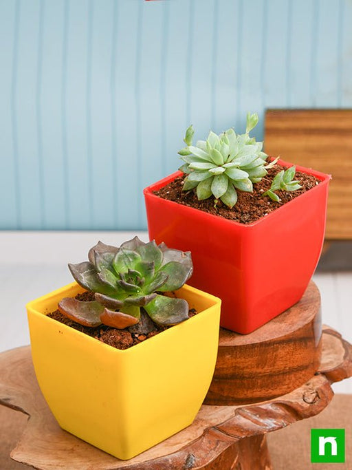 bring prosperity and wealth with vishnu and lakshmi kamal succulents