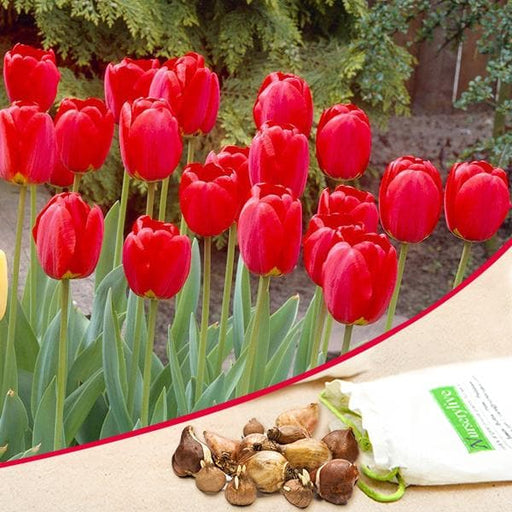 tulip stem tent (red) - bulbs (set of 5)